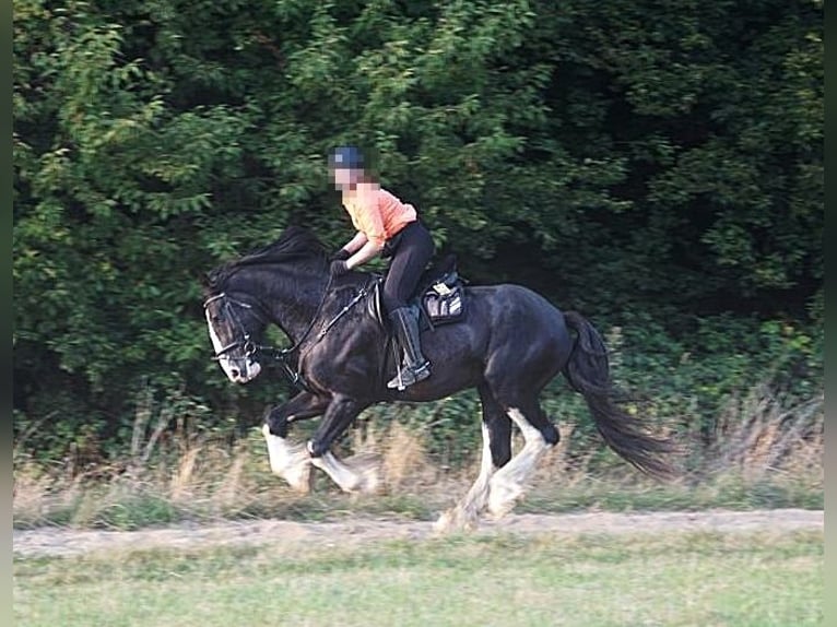 Shire Horse Hengst Rappe in Essen