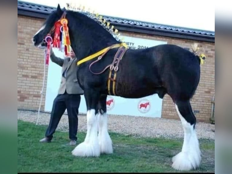Shire Horse Hengst Rappe in york