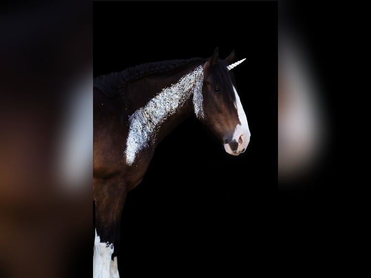 Shire Horse Hongre 10 Ans 186 cm Bai in Sachsen anhalt