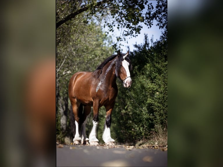 Shire Horse Hongre 10 Ans 186 cm Bai in Sachsen anhalt