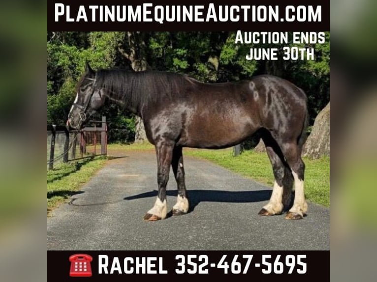 Shire Horse Hongre 11 Ans 170 cm Noir in OCALA, FL