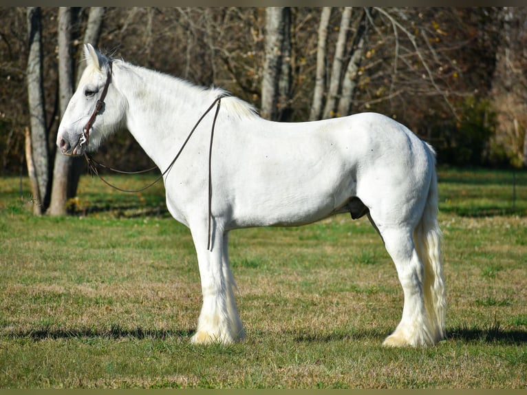 Shire Horse Hongre 12 Ans 183 cm Blanc in Ewing KY