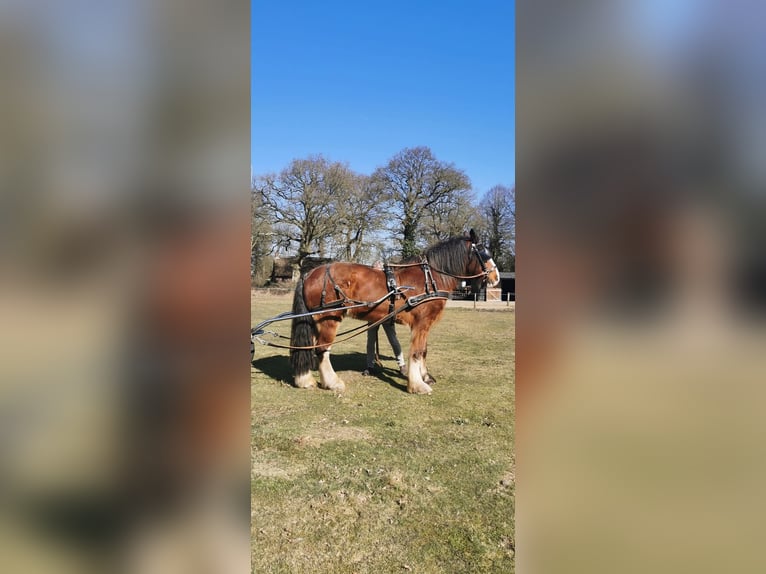 Shire Horse Hongre 14 Ans 190 cm Bai brun in Tynaarlo