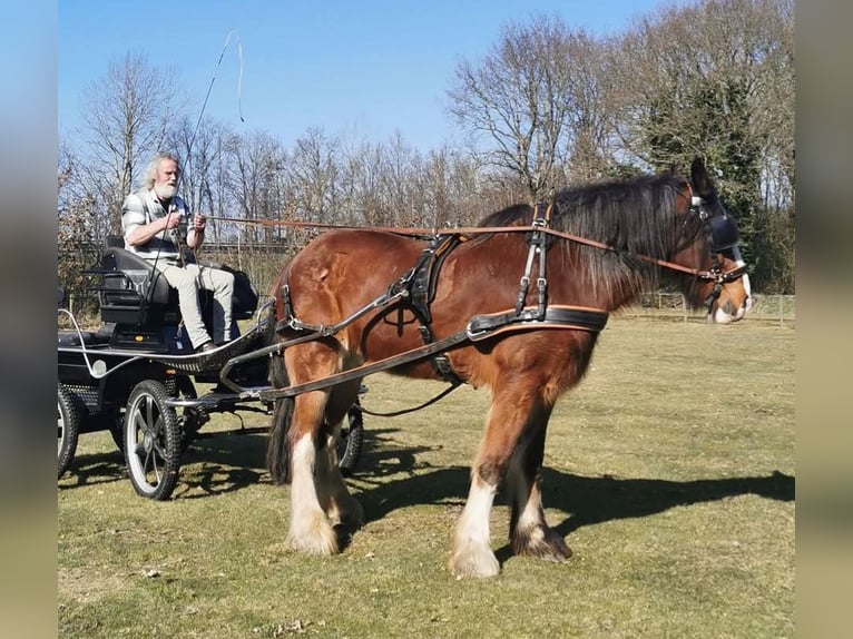 Shire Horse Hongre 14 Ans 190 cm Bai brun in Tynaarlo