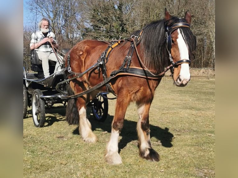 Shire Horse Hongre 14 Ans 190 cm Bai brun in Tynaarlo