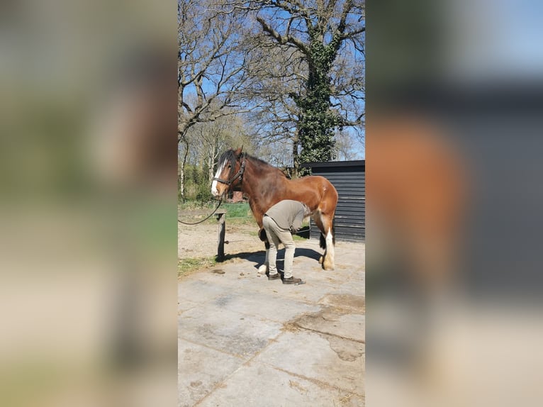 Shire Horse Hongre 14 Ans 190 cm Bai brun in Tynaarlo
