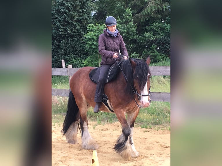 Shire Horse Croisé Hongre 15 Ans 165 cm Bai in Pesnica