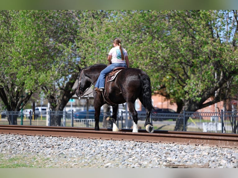 Shire Horse Croisé Hongre 16 Ans 168 cm Noir in Forney