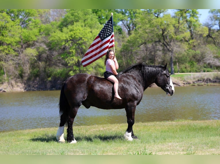 Shire Horse Croisé Hongre 16 Ans 168 cm Noir in Forney