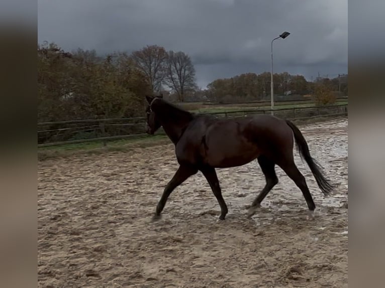Shire Horse Hongre 16 Ans 170 cm Bai brun in Apeldoorn