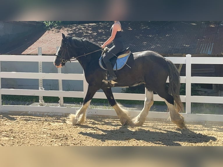Shire Horse Hongre 18 Ans 177 cm Noir in Morsbach