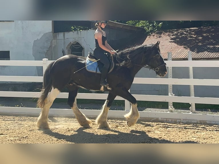 Shire Horse Hongre 18 Ans 177 cm Noir in Morsbach