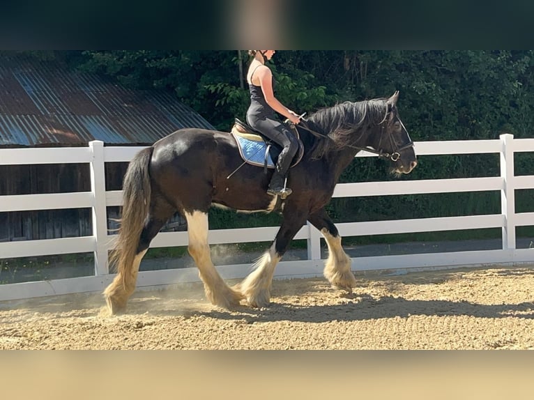 Shire Horse Hongre 18 Ans 177 cm Noir in Morsbach