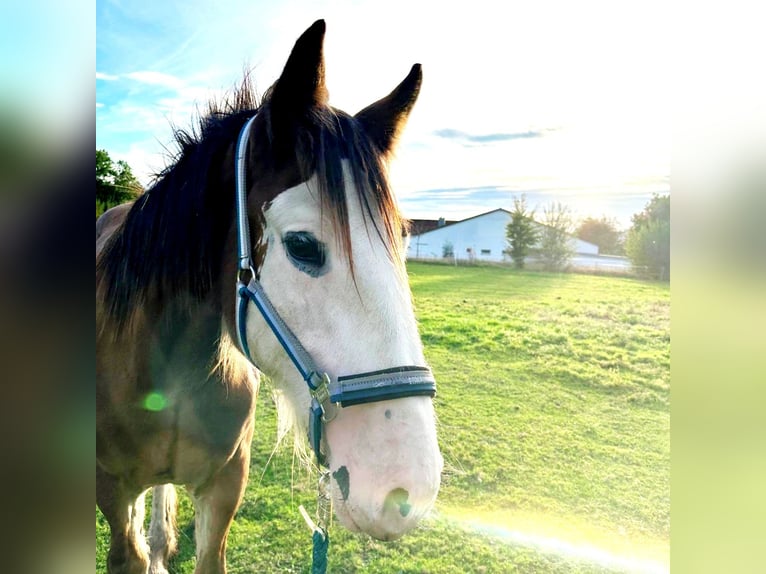 Shire Horse Hongre 1 Année Bai in Deggendorf