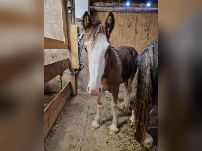 Shire Horse Hongre 2 Ans 165 cm Bai clair in Bad Füssing