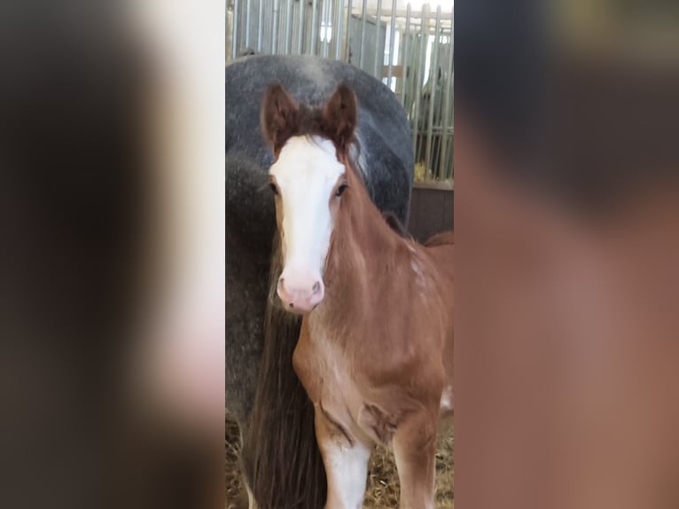 Shire Horse Hongre 2 Ans 165 cm Bai clair in Bad Füssing