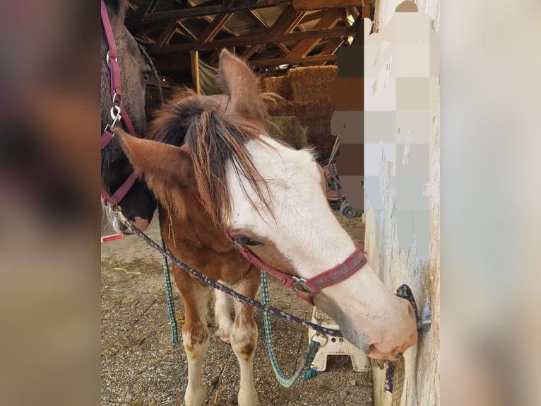 Shire Horse Hongre 2 Ans 165 cm Bai clair in Bad Füssing