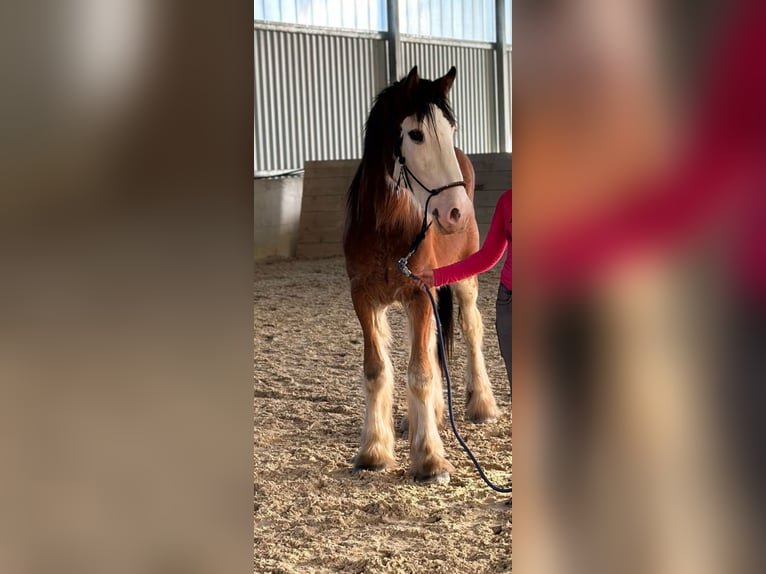 Shire Horse Hongre 2 Ans in Deggendorf