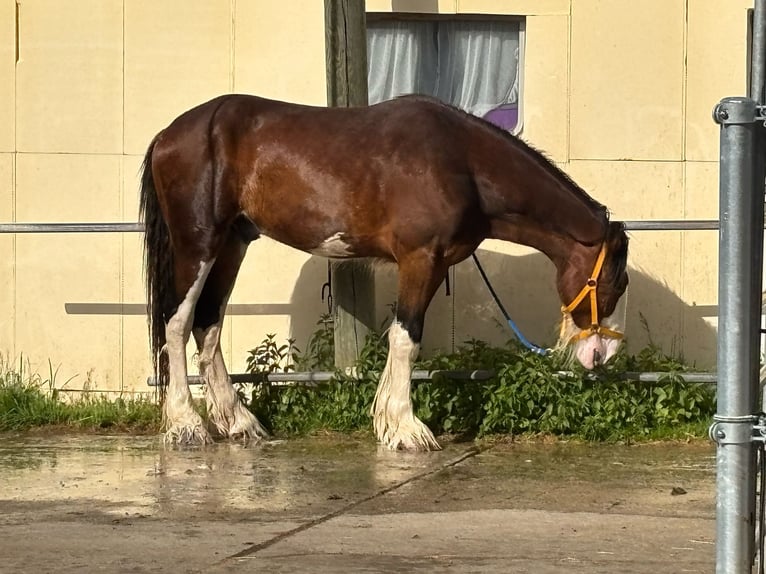 Shire Horse Hongre 3 Ans 176 cm Roan-Bay in Effingen