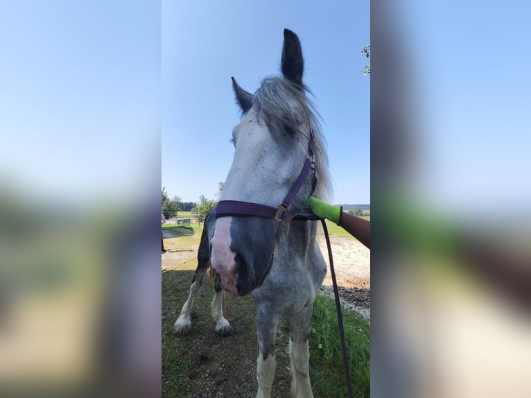 Shire Horse Hongre 3 Ans 180 cm Gris in Ried im Innkreis
