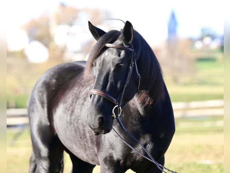Shire Horse Croisé Hongre 4 Ans 168 cm Noir in Gap