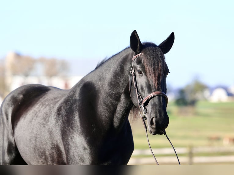 Shire Horse Croisé Hongre 4 Ans 168 cm Noir in Gap