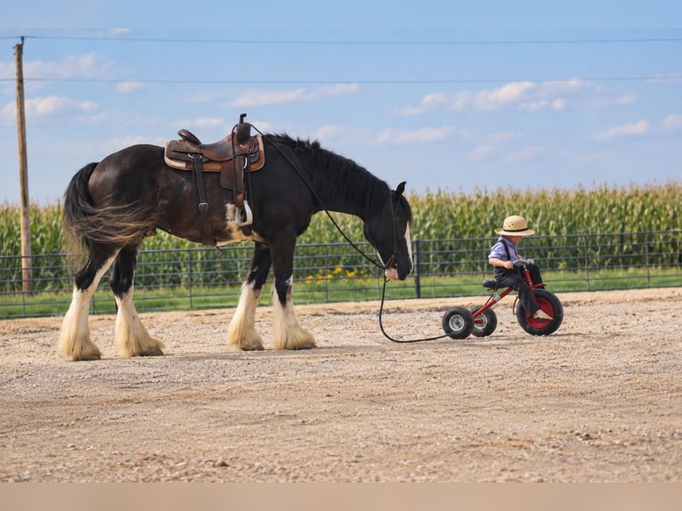 Shire Horse Croisé Hongre 4 Ans Noir in Independence