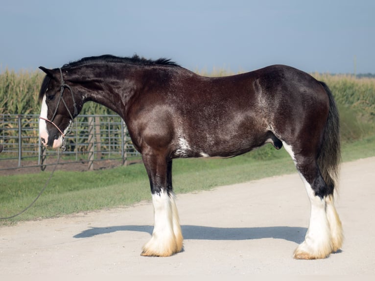 Shire Horse Croisé Hongre 4 Ans Noir in Independence