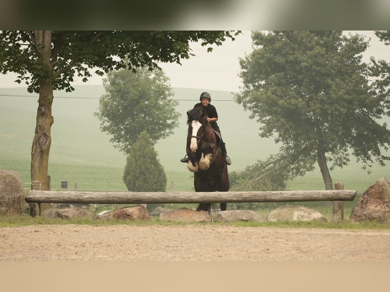 Shire Horse Croisé Hongre 4 Ans Noir in Fresno