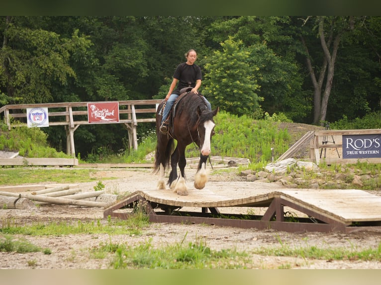Shire Horse Croisé Hongre 4 Ans Noir in Fresno