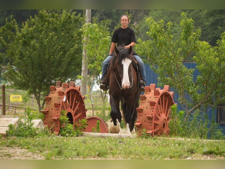 Shire Horse Croisé Hongre 4 Ans Noir in Fresno
