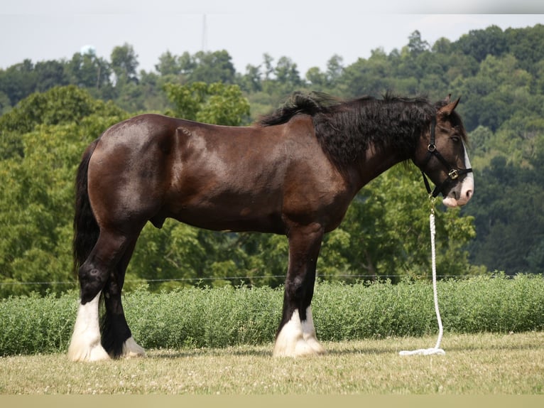 Shire Horse Croisé Hongre 4 Ans Noir in Fresno