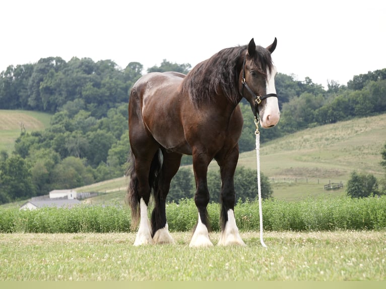 Shire Horse Croisé Hongre 4 Ans Noir in Fresno