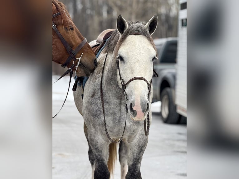 Shire Horse Croisé Hongre 5 Ans 163 cm Gris in Gap