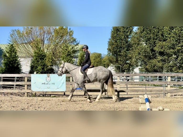 Shire Horse Croisé Hongre 5 Ans 163 cm Gris in Gap