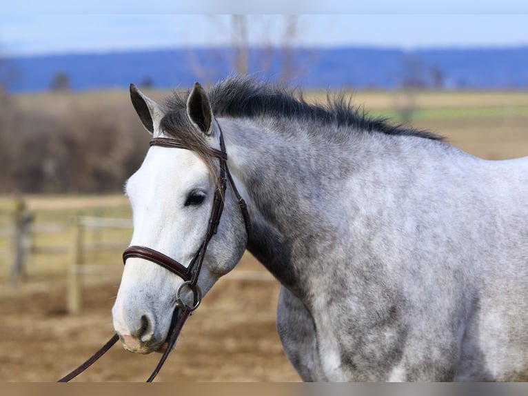 Shire Horse Croisé Hongre 5 Ans 163 cm Gris in Gap