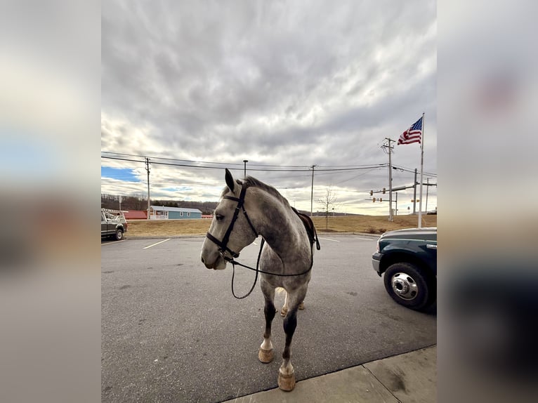 Shire Horse Croisé Hongre 5 Ans 163 cm Gris in Gap