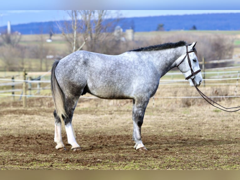 Shire Horse Croisé Hongre 5 Ans 163 cm Gris in Gap
