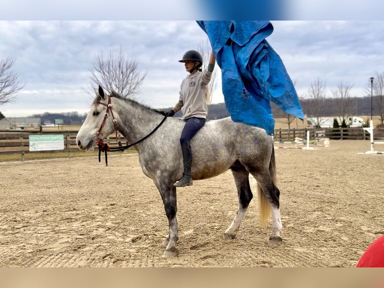 Shire Horse Croisé Hongre 5 Ans 163 cm Gris in Gap