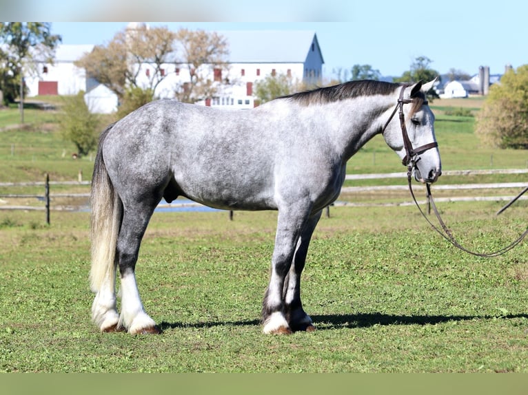 Shire Horse Croisé Hongre 5 Ans 163 cm Gris in Gap