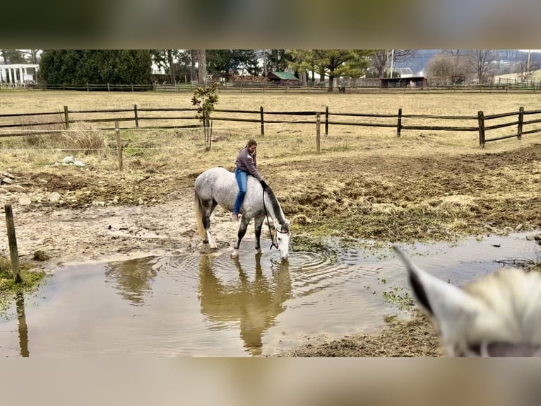Shire Horse Croisé Hongre 5 Ans 163 cm Gris in Gap