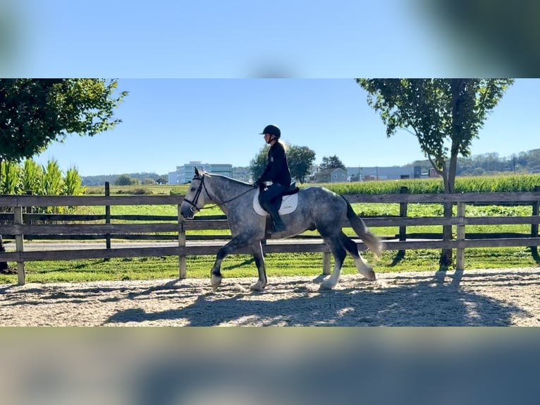 Shire Horse Croisé Hongre 5 Ans 163 cm Gris in Gap