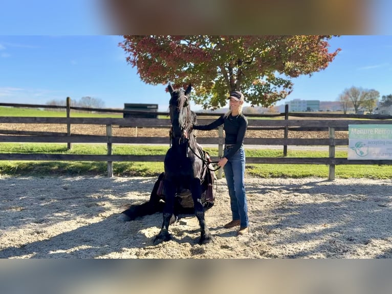 Shire Horse Croisé Hongre 5 Ans 168 cm Noir in Gap