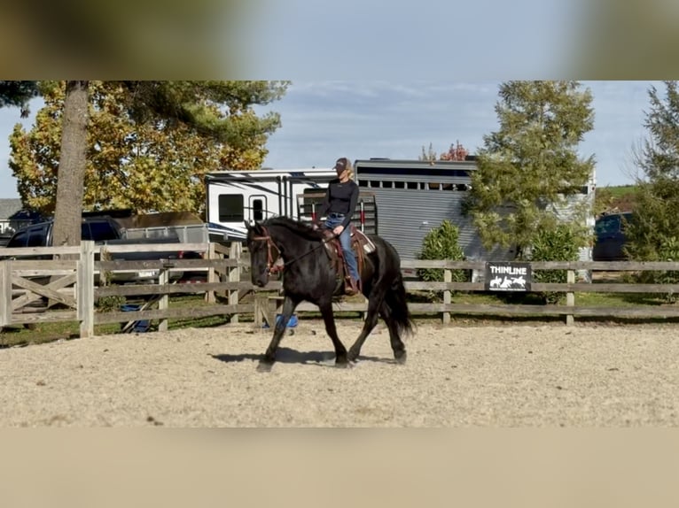 Shire Horse Croisé Hongre 5 Ans 168 cm Noir in Gap