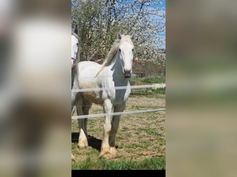 Shire Horse Hongre 5 Ans 175 cm Gris in Polsenz Shire Horse Hongre 5 Ans 175 cm Gris in Polsenz