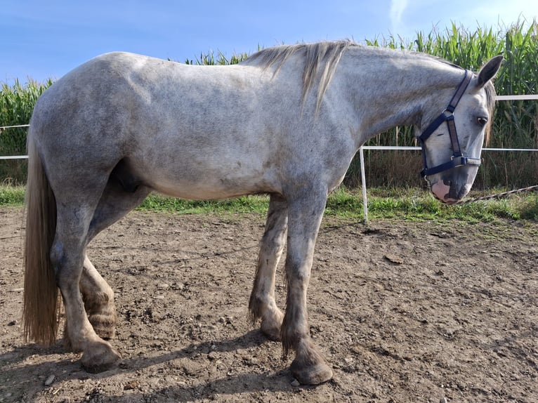 Shire Horse Hongre 5 Ans 180 cm Gris in Ried im Innkreis