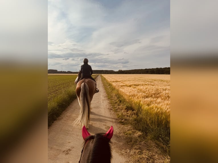 Shire Horse Hongre 5 Ans 182 cm Pinto in Neuss