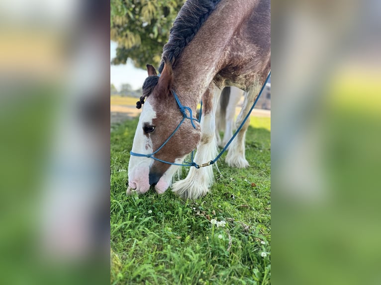 Shire Horse Hongre 5 Ans 182 cm Pinto in Neuss