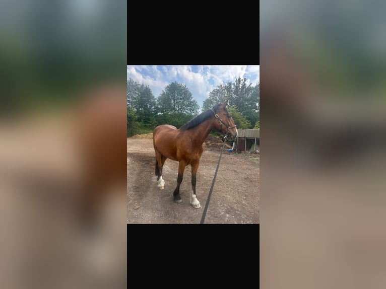 Shire Horse Croisé Hongre 5 Ans 185 cm Bai cerise in Stockton on tees