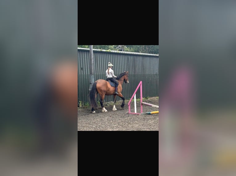 Shire Horse Croisé Hongre 5 Ans 185 cm Bai cerise in Stockton on tees